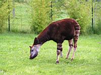 Okapi (Okapia johnstoni)(ord Artiodactyles)(fam Giraffides)(02)